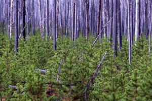 A new generation of lodgepole pines
